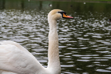 Portrait of a graceful white swan with long neck on dark water background.