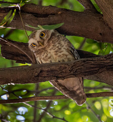 Spotted owl spotted the Camera