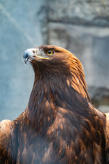 Portrait of Bird of prey Golden Eagle, Aquila chrysaetos