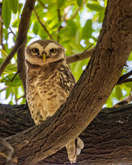 Spotted owl looking into camera