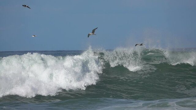 Sea birds. Seagulls flying over waves. Ocean blue sky
