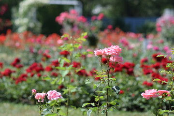 Fototapeta na wymiar Red roses bush in the garden. Prague garden with roses in summer