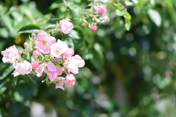 Abstract blurred background with soft pink pastel and delicate flower macro, selective focus and blurs, hope concept