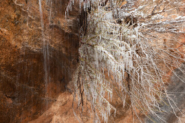 Water dripping over the face of the red sandstone cliff is caught and frozen in the branches of a small bush growing from a crack in the stone.