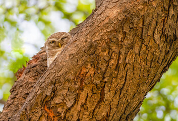 Fototapeta premium Spotted Owl a hidden look'