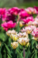 Beautiful pink and white tulips flower bed in the green spring garden