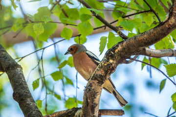 Common chaffinch, Fringilla coelebs, sits on a branch in spring on green background. Common chaffinch in wildlife.