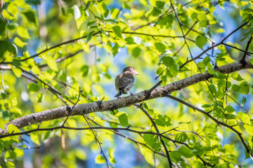 Green and yellow songbird, The European greenfinch sitting on a branch in spring.