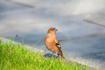 Common chaffinch, Fringilla coelebs, sits on a green lawn in spring. Common chaffinch in wildlife.