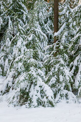 Snow-laden conifer trees in Germany