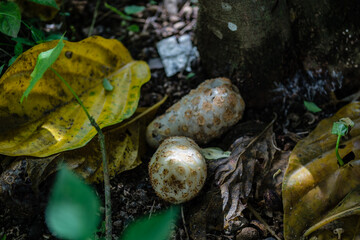 Ripe noni (Morinda citrifolia) that falls under the tree. Usually this fruit is used for herbal medicine or juice.