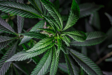 Mature marijuana plant with bud and leaves. Marijuana plant texture on an indoor cannabis farm.The...