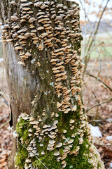 Baumpilze, Pilze an Baumstamm