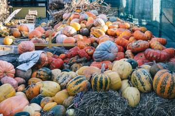 Many different pumpkins are sold at the farmers market before Halloween
