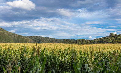 Rural landscape in southern Brazil with corn plantation.