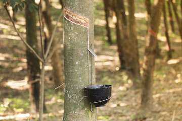 tapping rubber latex extracted from rubber tree