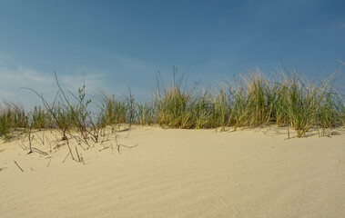 Düne mit Dünengras