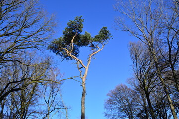 Baumkrone vor blauem Himmel