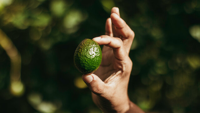 Manos de mujer joven sosteniendo aguacate de alta calidad