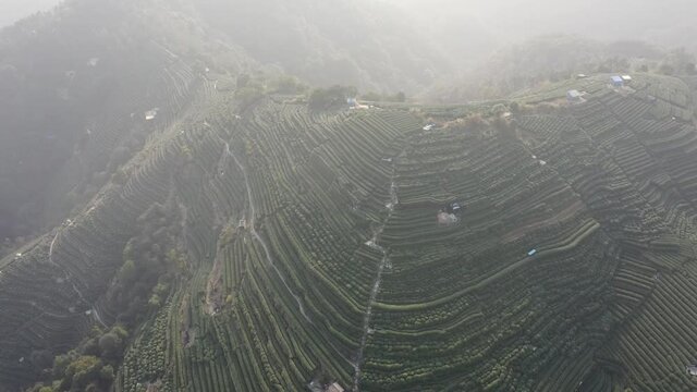 longjing tea garden in hangzhou china