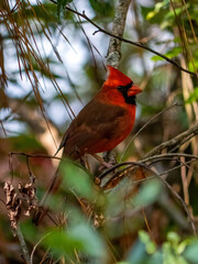 red cardinal on a branch