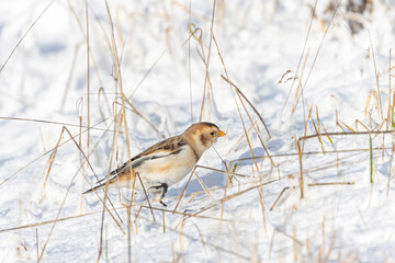 Single male migrant Snow Bunting in the Snow on Cleeve Hill, Gloucestershire.