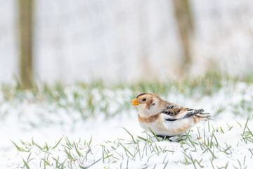 Single male migrant Snow Bunting in the Snow on Cleeve Hill, Gloucestershire.