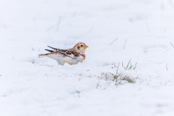 Single male migrant Snow Bunting in the Snow on Cleeve Hill, Gloucestershire.