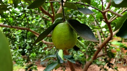Guava in the tree