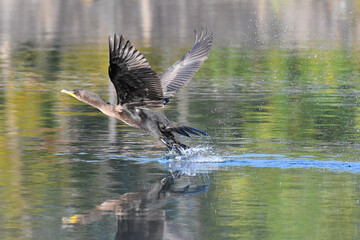 cormorant flight