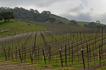 Fototapeta premium Young vineyard field.