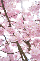 Baumblüte, Kirschblüte