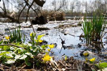 Gelbe Blume am See, gelbe Blume am Teich