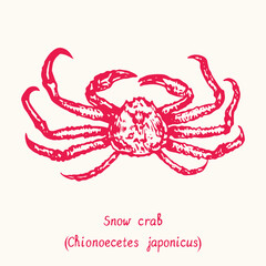 Snow crab (Chionoecetes japonicus) top view. Ink black and white doodle drawing in woodcut style with inscription.