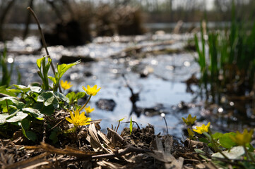 Gelbe Blume am See, gelbe Blume am Teich