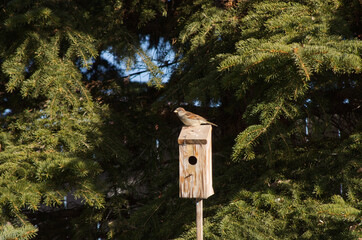 House Sparrow checking out the Real Estate