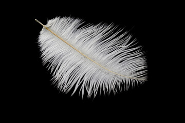 white ostrich feather on a black isolated background