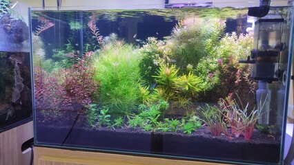 lush aquascape filled with various plants. a beautiful arrangement of water plants in the...