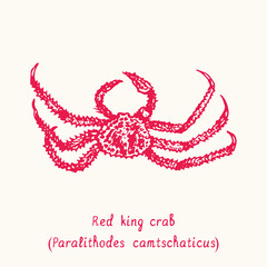 Red king crab (Paralithodes camtschaticus) top view. Ink black and white doodle drawing in woodcut style with inscription.