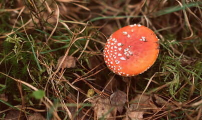 white mushrooms with black ink close up in forest