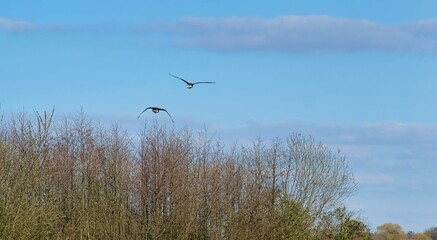 two birds flying over a river against a blue sky