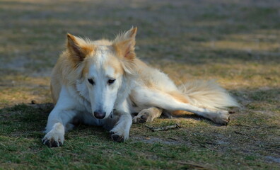 Fototapeta premium dog chilling in nature forest woods white and brown