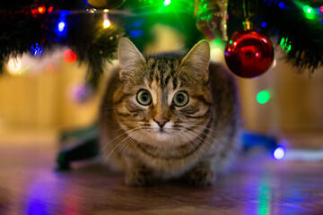 beautiful cat near the new year tree