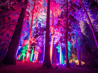 The night at the light illuminated colored forest