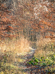 Ein zugewucherter Pattweg im herbstlichen Wald