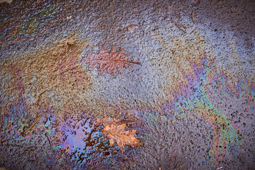 Oil spot on asphalt surface with fallen leaves