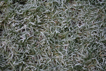 close up of frozen grass