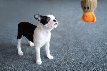Boston Terrier puppy standing looking up at the head of a duck toy hanging down. The dog is indoors standing on carpet. © Christine Bird