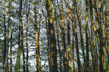 Sycamore trees in autumn with peeling back on their trunks and some ivy climbing up the trees.