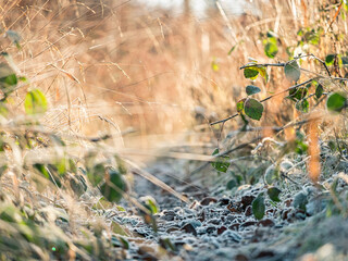 Zugewachsener Waldweg bei winterlichen Temperaturen